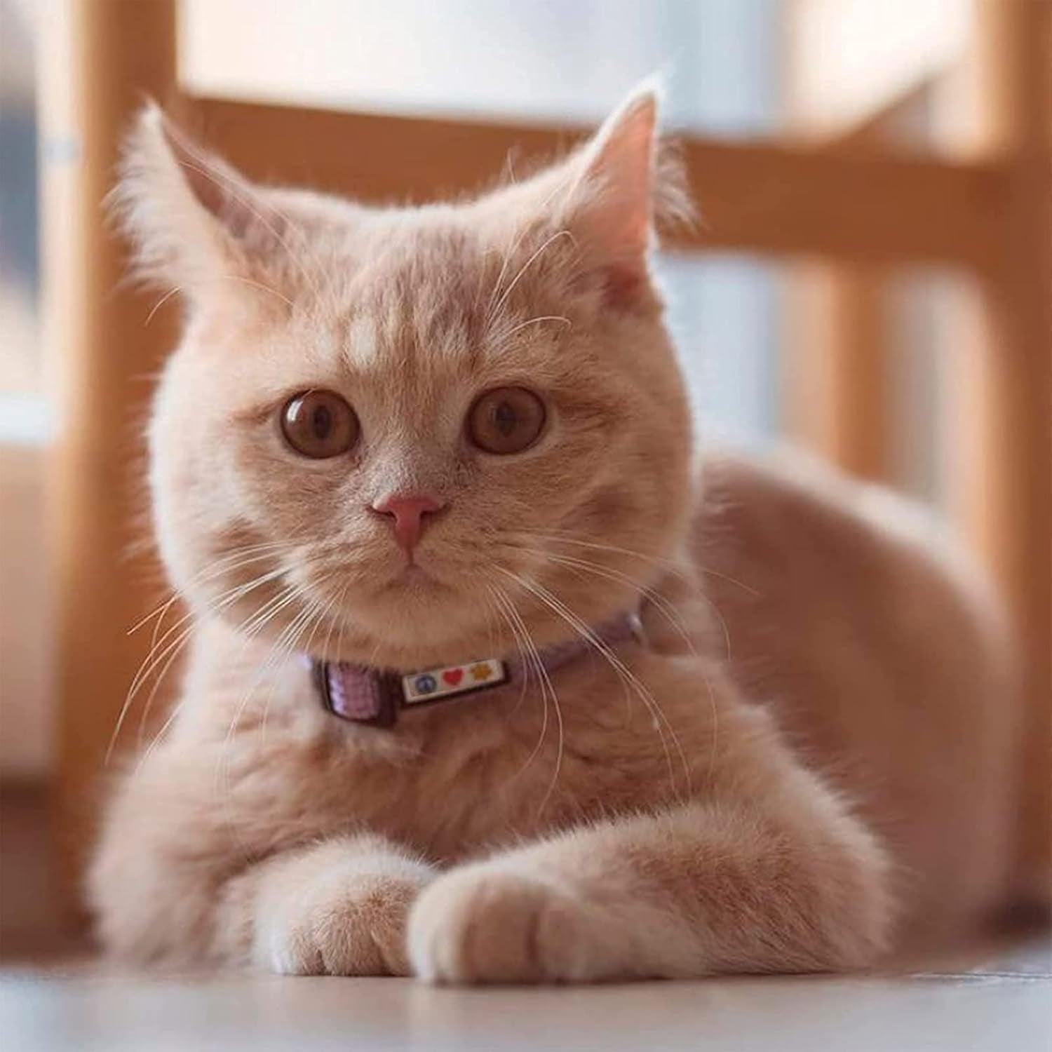 Reflective Teal Cat Collar with Safety Buckle and Detachable Bell for Kittens and Cats